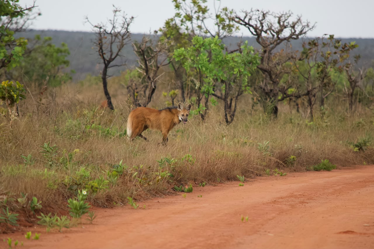 Lobo-guará no Cerrado